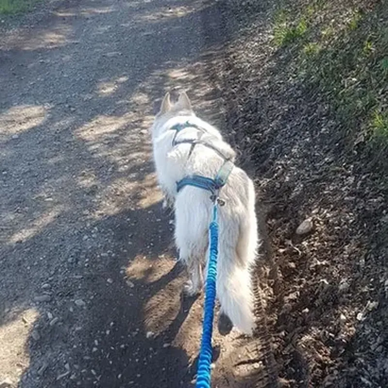 Billet Balade en Cani-Rando près d'Evian-les-Bains