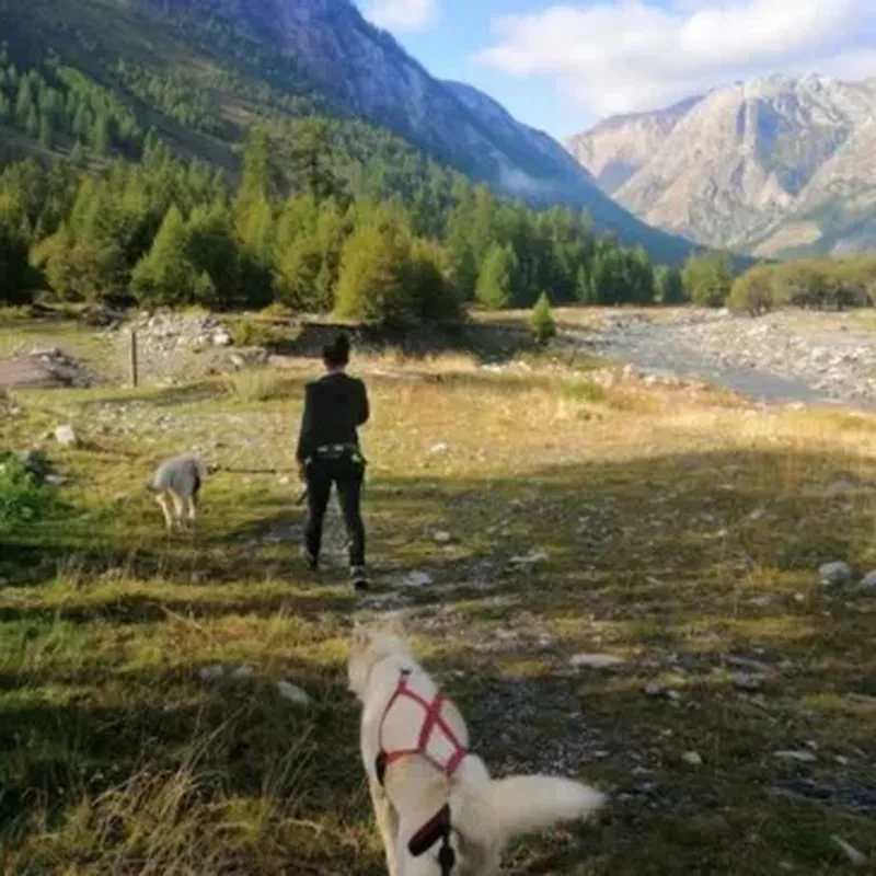Billet Balade en Cani-Rando près de Barcelonnette