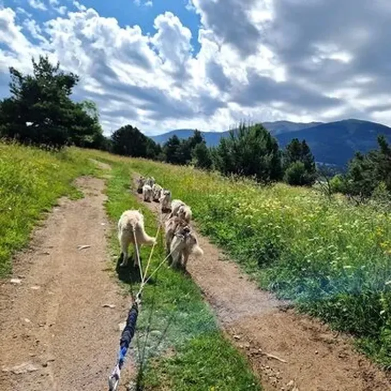 Billet Balade en Cani-Kart au Cambre-d'Aze près de Font-Romeu