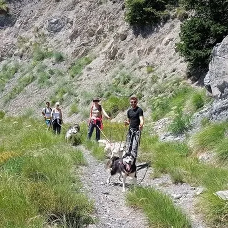 Billet Balade en Cani-rando à Auron