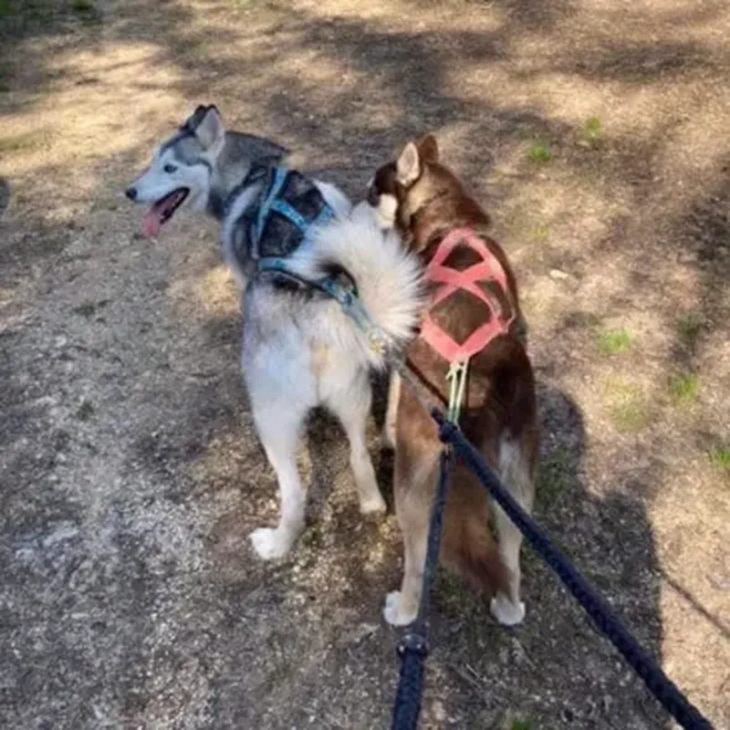 Billet Balade en Cani-Rando près de Troyes
