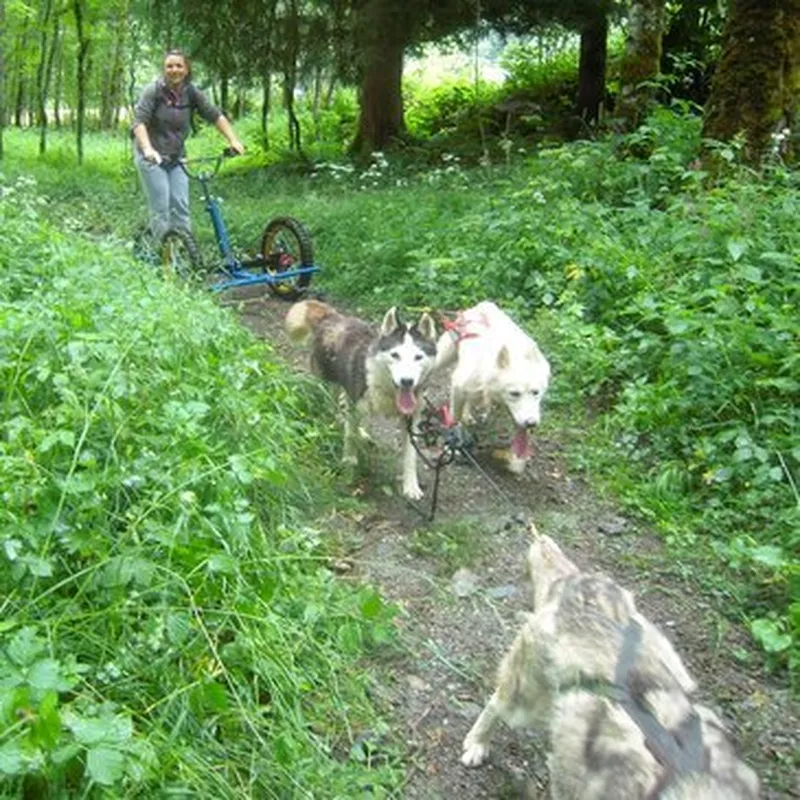 Billet Randonnée Estivale en Chiens d'Attelage près de Grenoble