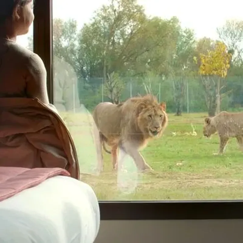 Billet Dormir avec les Lions à la Lumigny Safari Réserve