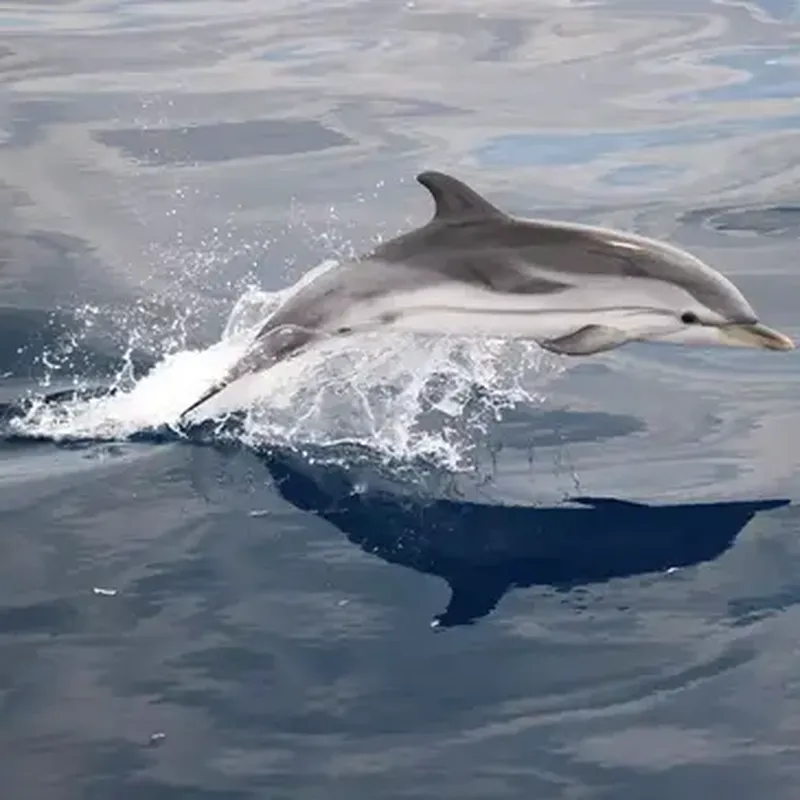 Billet Sortie en Mer à la rencontre des Dauphins et Baleines à Saint-Cyr