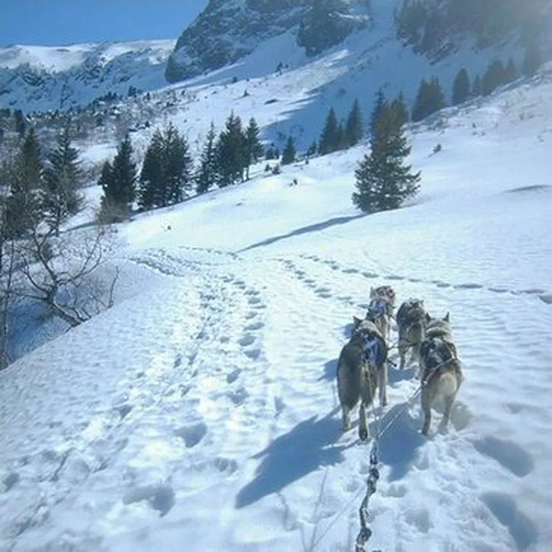 Billet Conduite d'un Attelage de Chiens de Traîneau près de Grenoble