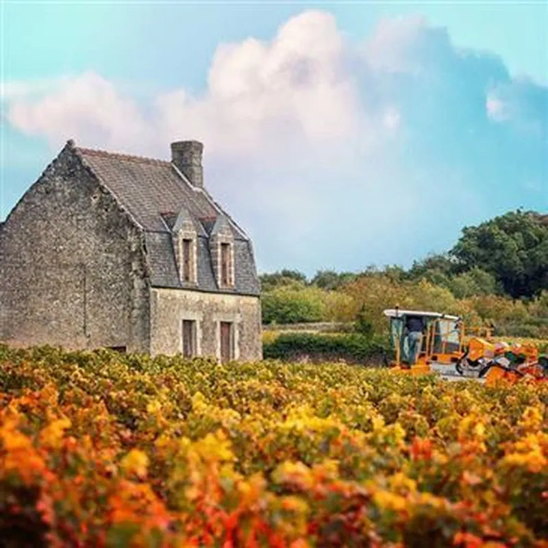 Billet Escape Game Œnologique à Chinon