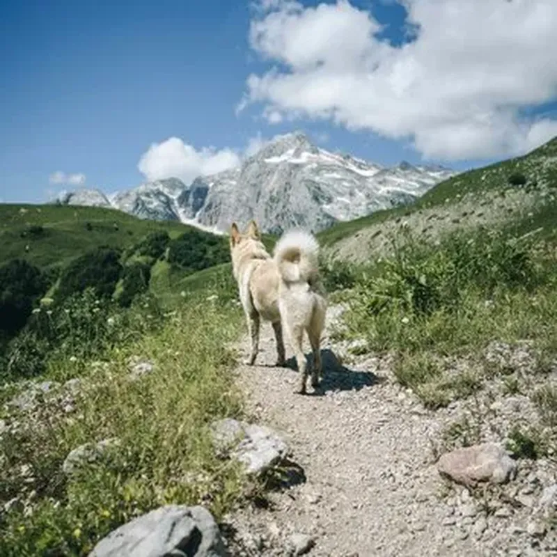 Billet Balade en Cani-Rando au Cambre-d'Aze près de Font-Romeu