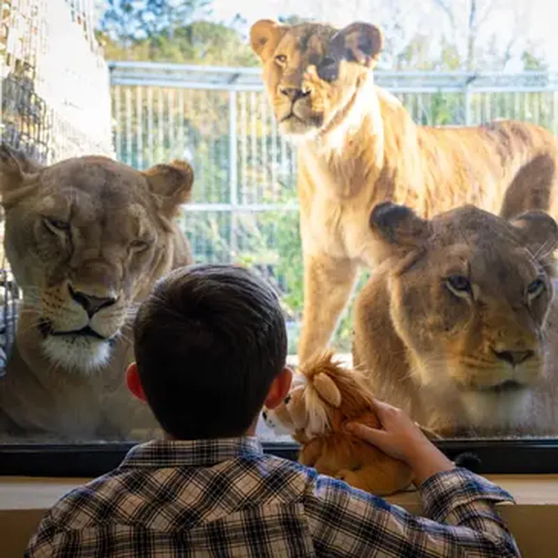 Billet Dormir avec les Lions au Zoo de Bordeaux-Pessac