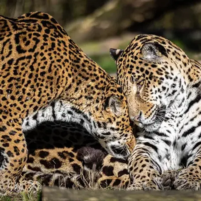 Billet Dormir avec les Jaguars au Zoo de Bordeaux-Pessac