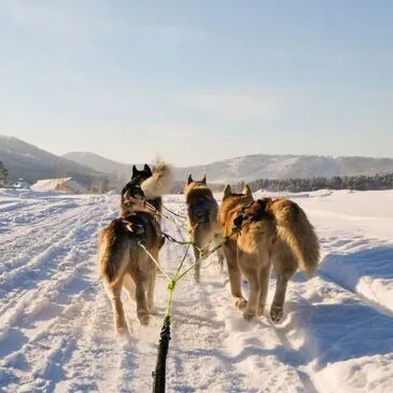 Billet Conduite d'un Attelage de Chiens de Traîneau - Pyrénées Catalanes