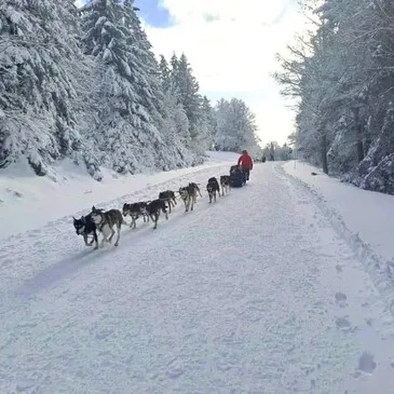 Billet Balade en Chiens de traîneau près de Barcelonnette