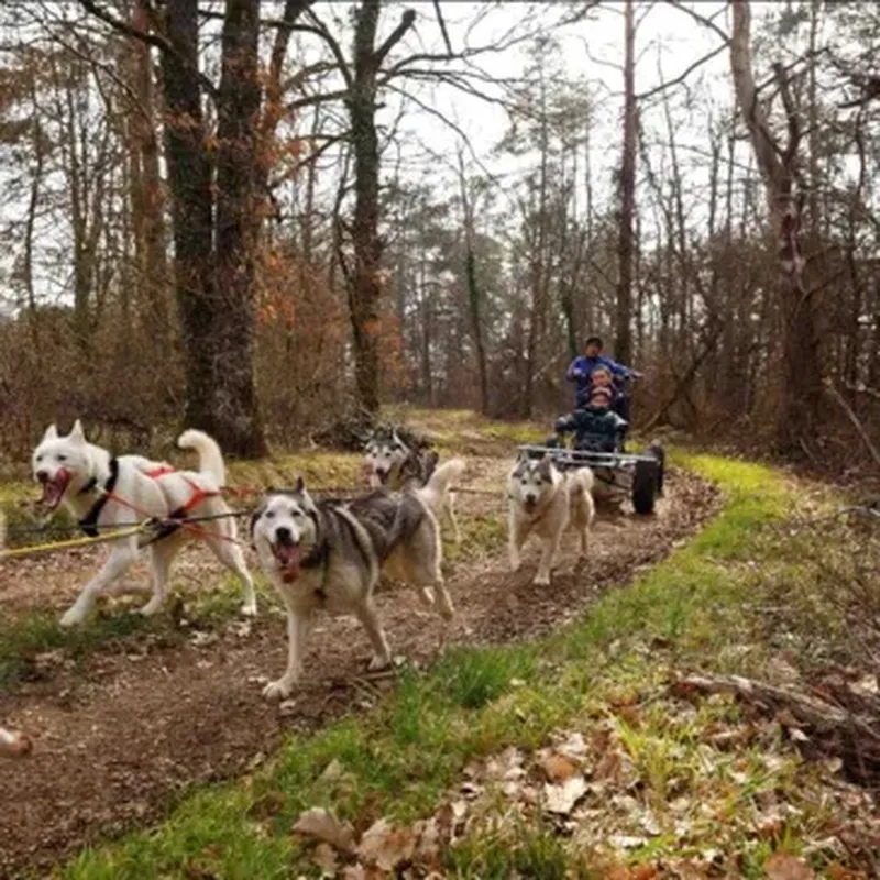 Billet Randonnée en Cani-kart près de Troyes