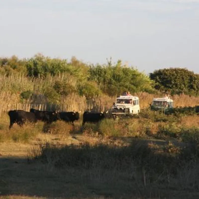 Billet Randonnée Safari en 4x4 en Camargue près d'Arles