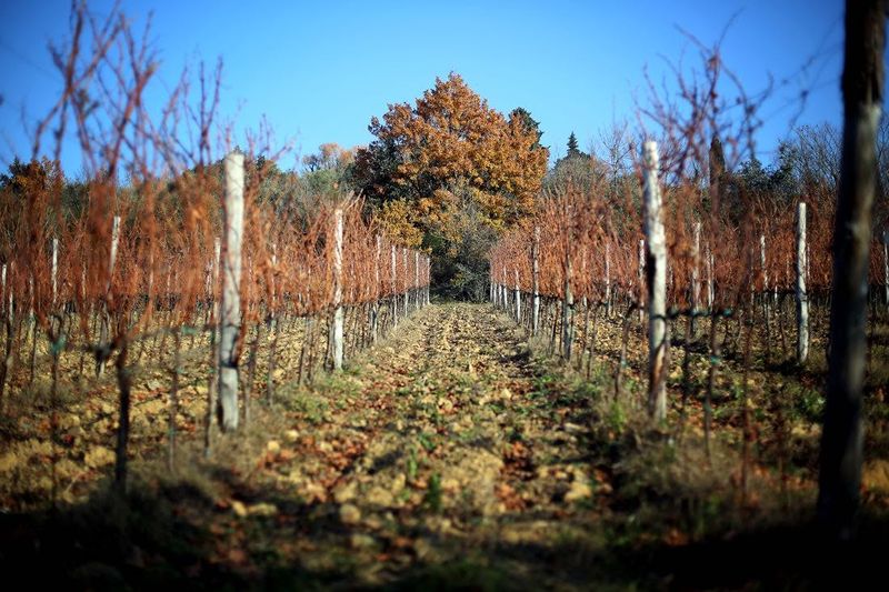 Billet Chianti Safari : Circuit hors-piste en Toscane au départ de Florence