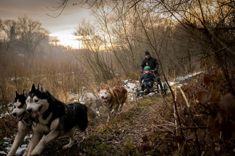 Billet Zakopane : Promenade en traîneau à chiens dans les Tatras depuis Cracovie