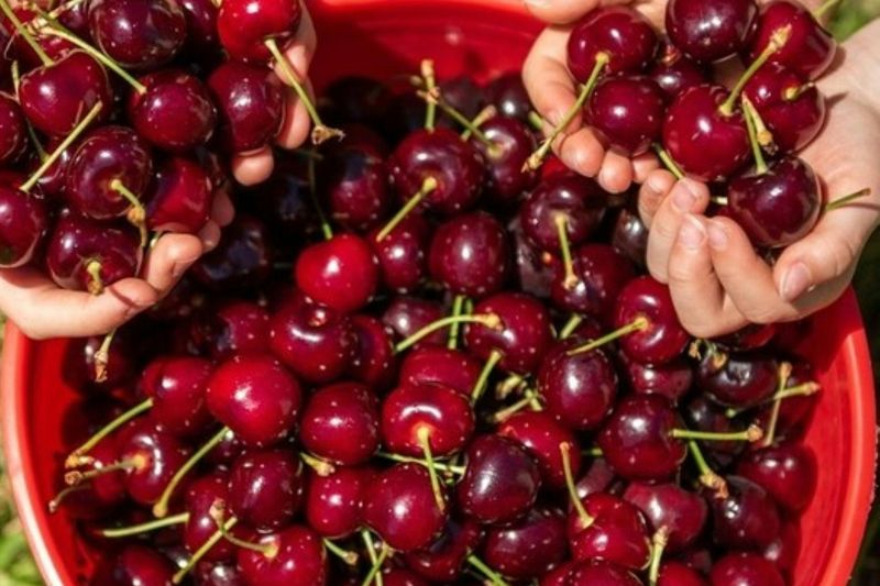 Billet Melbourne : Promenade en train à vapeur Puffing Billy + cueillette de cerises et dégustation de chocolat