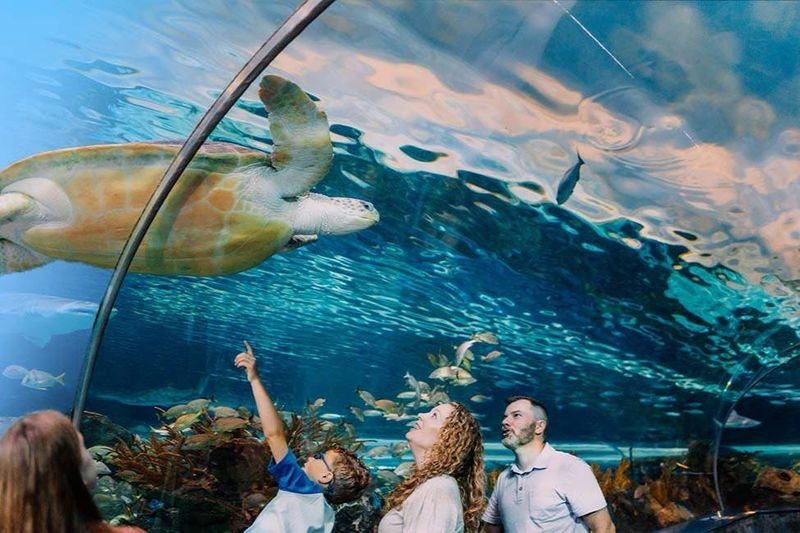 Billet Ripley's Aquarium Gatlinburg + 2 ou 3 attractions