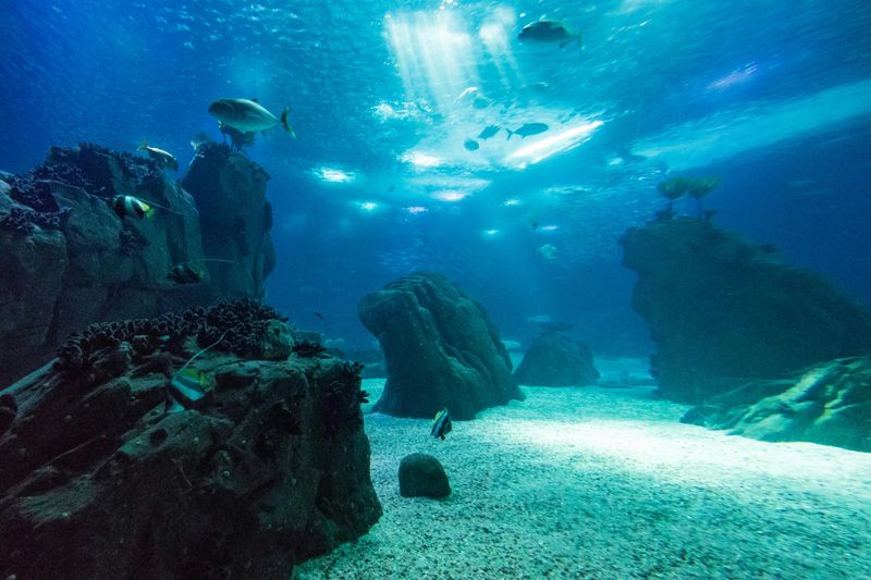 Billet Cancún : Musée sous-marin MUSA, excursion en bateau rapide dans la jungle et plongée en apnée