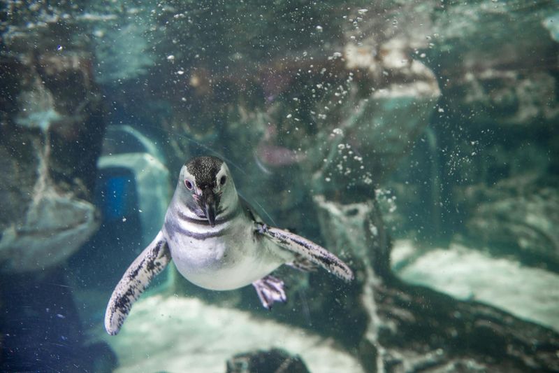 Billet Aquarium de Gênes : Billet avec entrée rapide + Musée Impossible