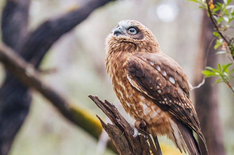 Billet Capes Raptor Centre : Rencontre avec des oiseaux de proie et promenade en forêt