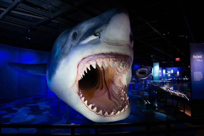 Billet Exposition vedette du Musée royal de l'Ontario : Requins