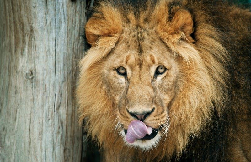 Billet Zoo de Schönbrunn : Billet d'entrée "Skip The Line" (sans file d'attente)