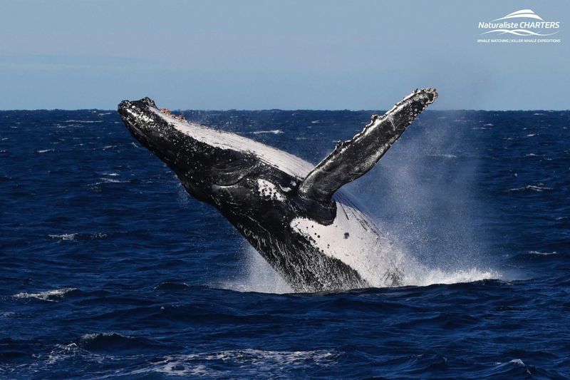 Billet Augusta : Observation des baleines