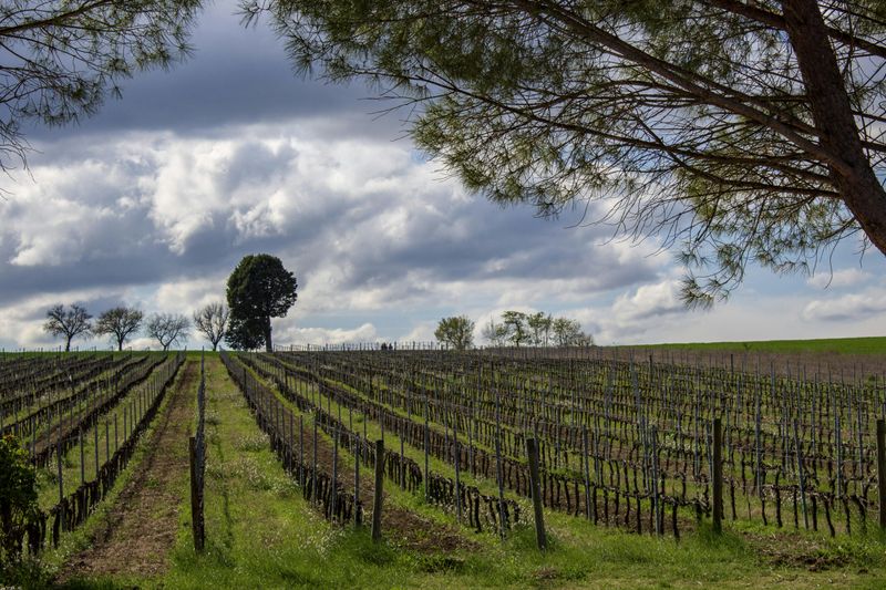 Billet Visite guidée d'un vignoble et dégustation privée à Montefalco