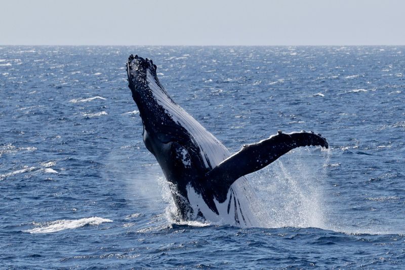 Billet Dunsborough : Observation des baleines