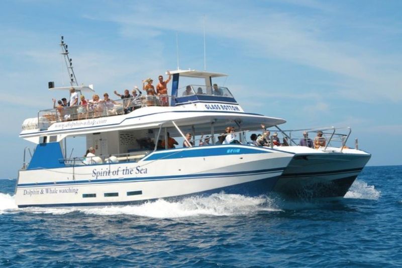 Billet Gran Canaria : Excursion d'observation des dauphins