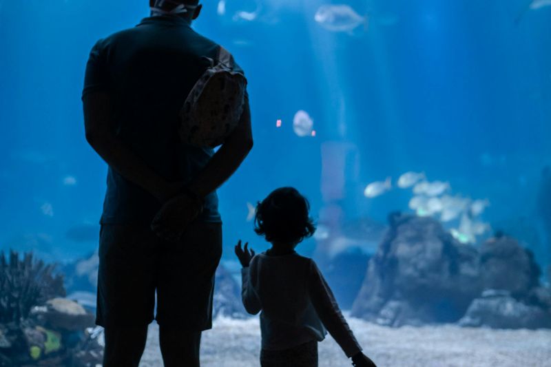 Billet Oceanário de Lisboa : Visite guidée privée