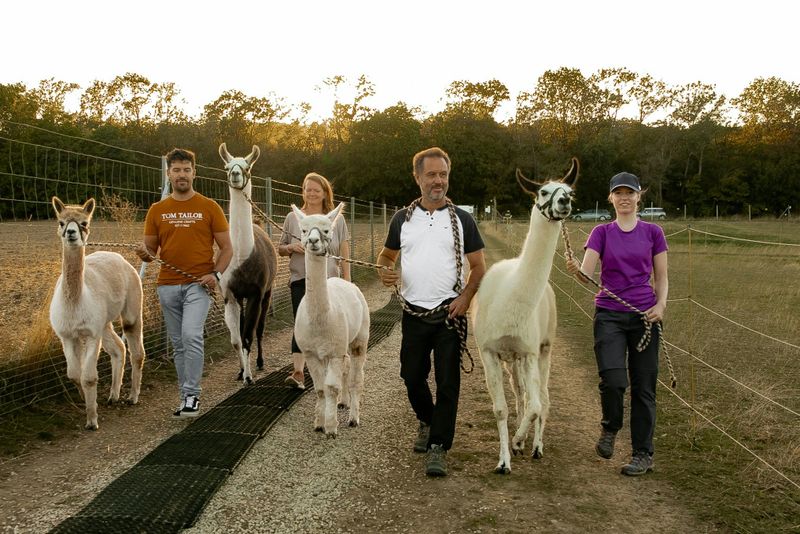 Billet Mödling Vienne : Randonnée avec des alpagas et des lamas