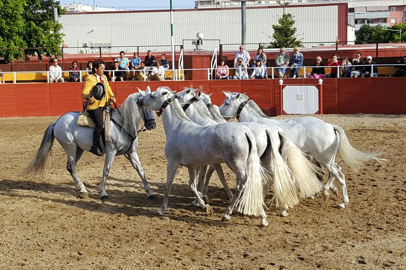 Billet Las Lagunas de Mijas : Spectacle équestre en soirée + transfert à l'hôtel