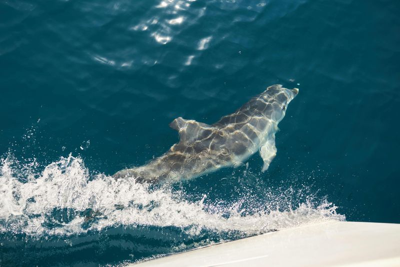 Billet Majorque : 3 heures d'excursion au lever du soleil en mer et aux dauphins