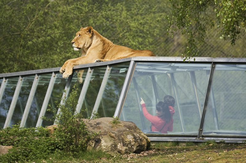 Billet Safari Thoiry : Billet d'entrée