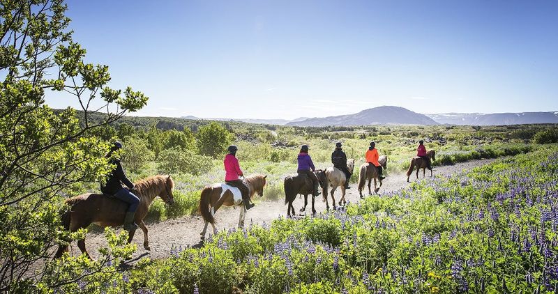 Billet Balade sur des chevaux islandais à travers les champs de lave de Hafnarfjörður
