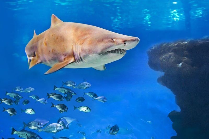 Billet Aquarium de Palma : Entrée + plongée avec les requins