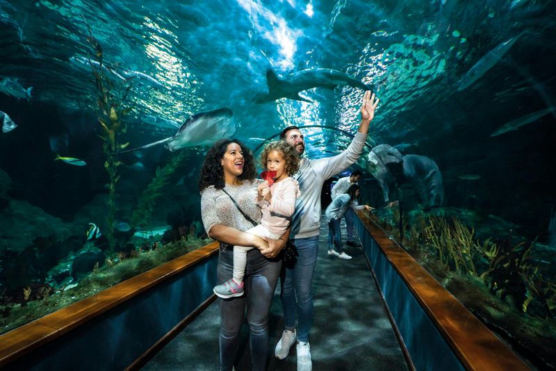 Billet Loro Parque : Billet d'entrée + déjeuner