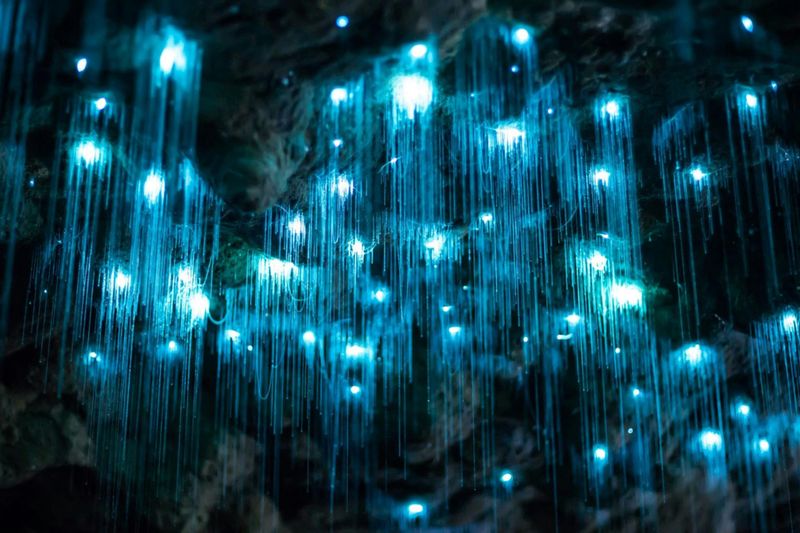 Billet Tamborine Mountain : visite en bus Hop-on Hop-off + grottes de vers luisants