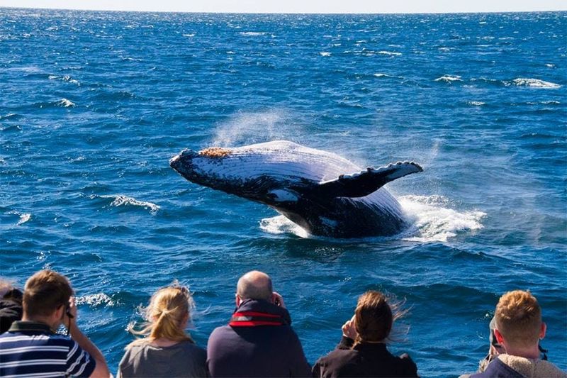 Billet Brisbane : excursion d'observation des baleines + transferts + déjeuner