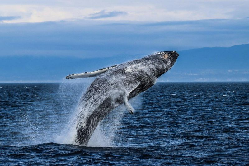 Billet Victoria : demi-journée d'observation des baleines avec guide