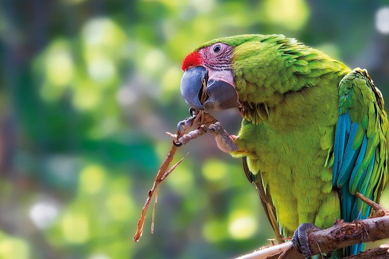 Billet Loro Parque & Siam Park : Billet d'entrée + Transferts