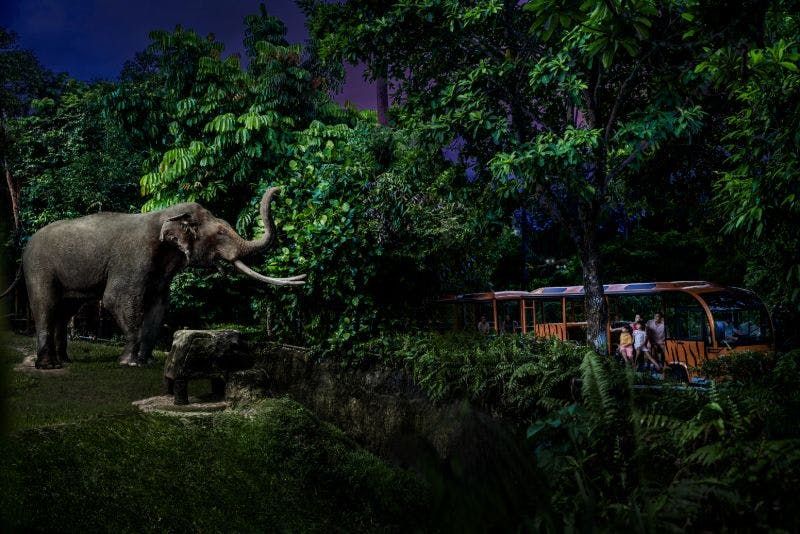 Billet Singapore Night Safari avec le trajet en tram