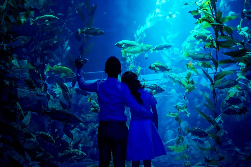 Billet Aquarium Ripley's du Canada : Les requins après la tombée de la nuit