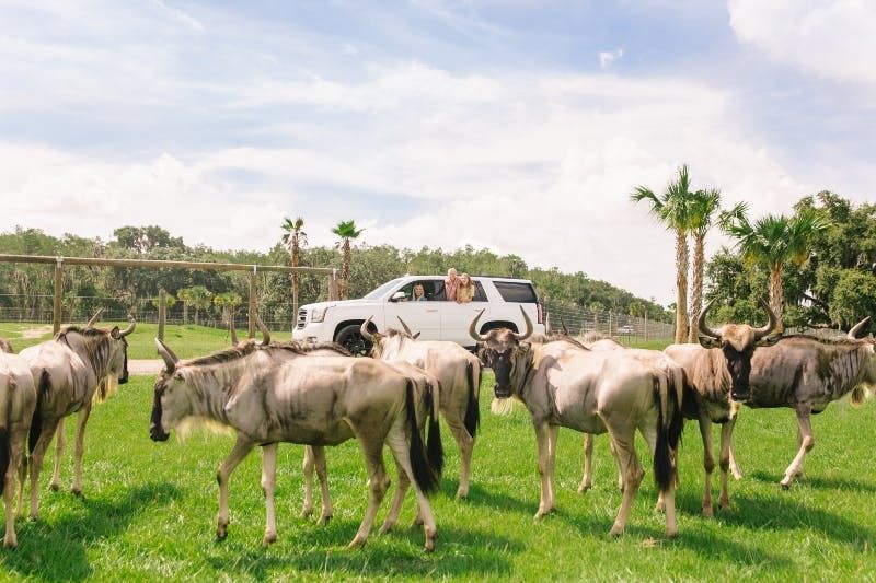 Billet Entrée au parc safari Wild Florida Drive-Thru