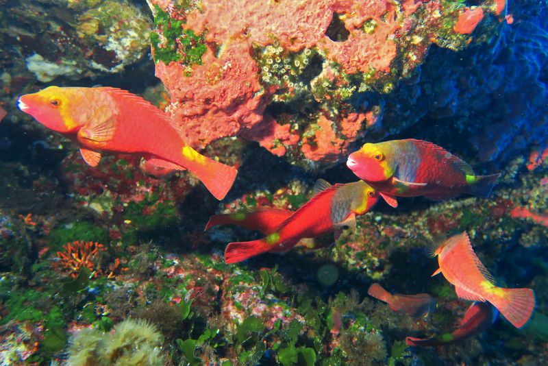 Billet 2 jours de plongée (4 plongées) avec un instructeur professionnel à Gozo