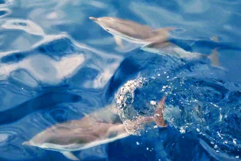 Billet Taormine : Tour des dauphins au coucher du soleil + apéritif