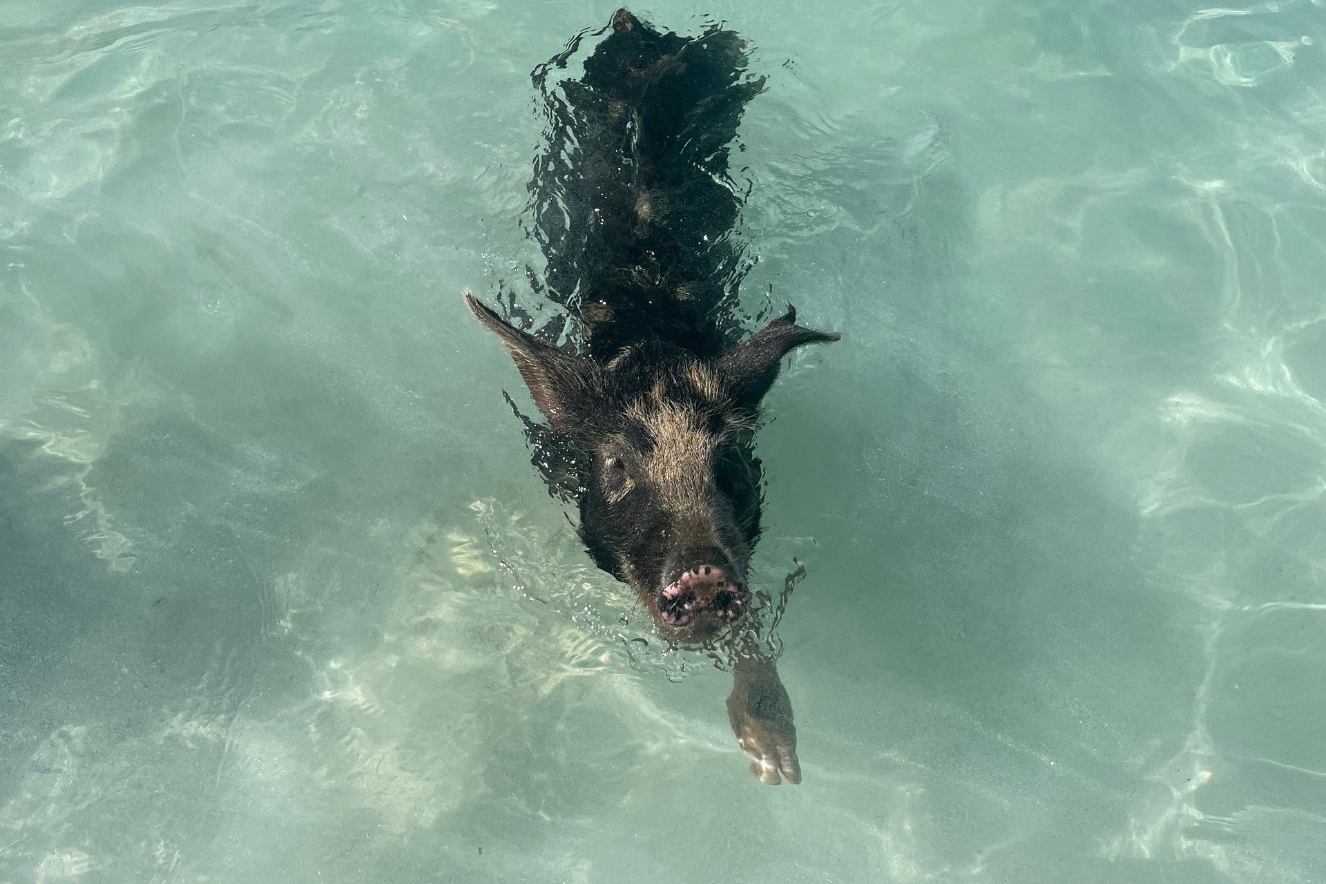 Billet Bahamas : Aventure en bateau avec cochons, tortues et plongée en apnée