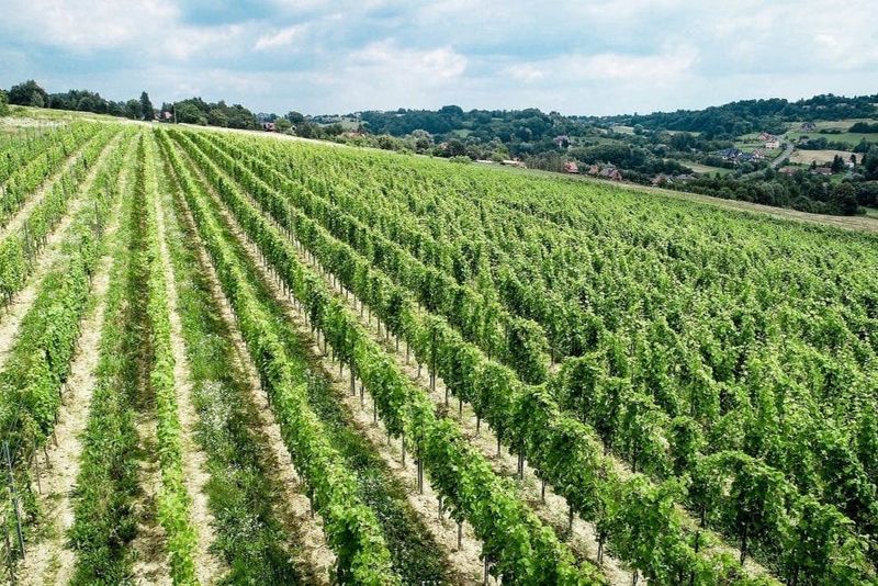 Billet Wieliczka : Visite d'un vignoble et dégustation de vin depuis Cracovie