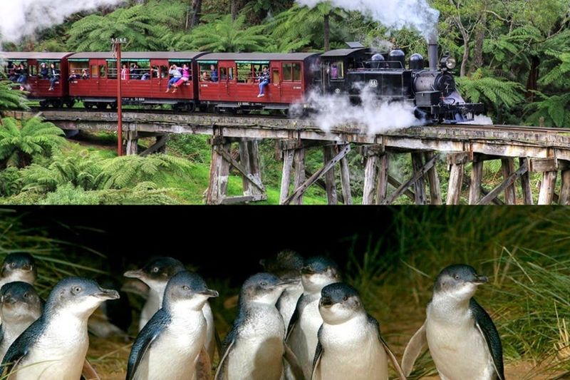 Billet Puffing Billy et la parade des pingouins de Phillip Island : visite en bus et en train depuis Melbourne